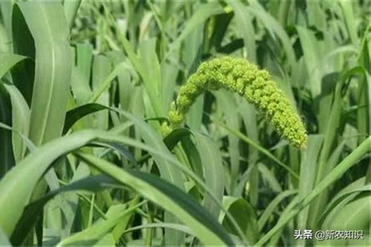 谷子后期喷叶面肥吗