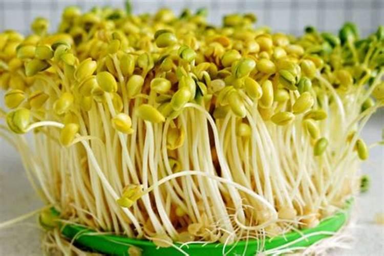 什么叶面肥舒展大棚香菜叶面褶皱啊