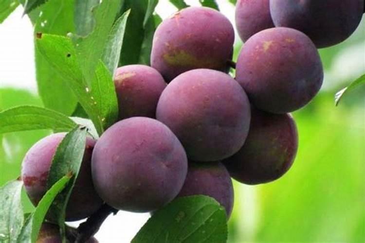 绿豆怎么才能做成肥料