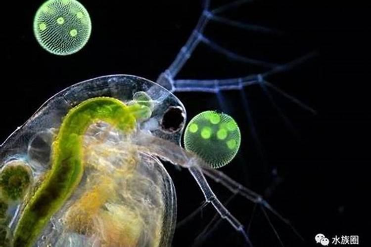 鱼虫在什么水了生长呀？怎么捞取呀？