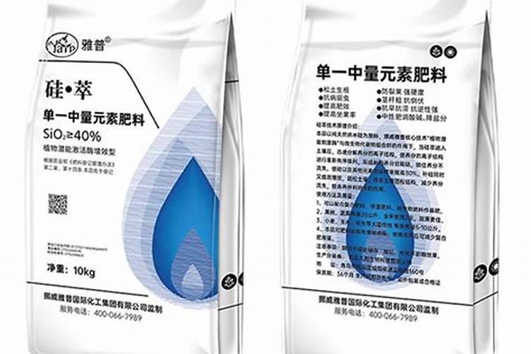 为什么文竹的叶尖会变黄