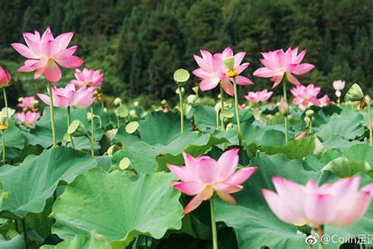 白莲的种植方法。