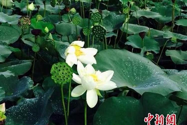 白莲种植技术有哪些