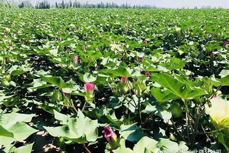 无花果施肥用什么肥料