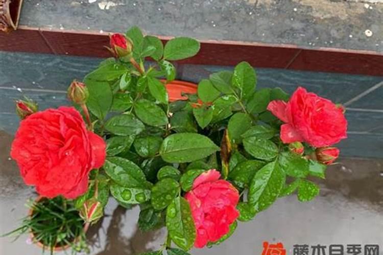 ...用什么含量的肥料好些,高氮肥效果好还是用高钾呢？？