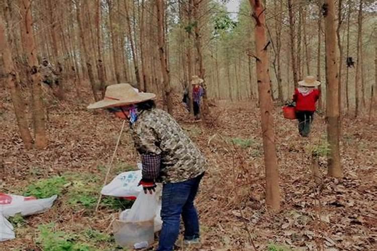 桉树用什么肥料