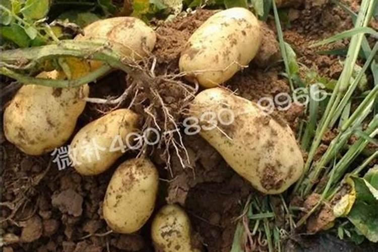 莲藕用什么肥料最好