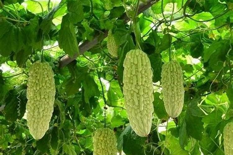 苦瓜施什么肥最好