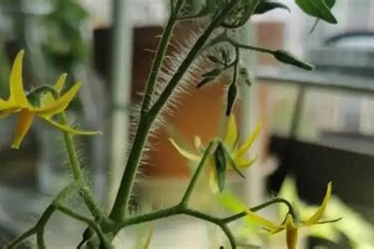 番茄在开花的这个阶段用啥叶面肥好呢？