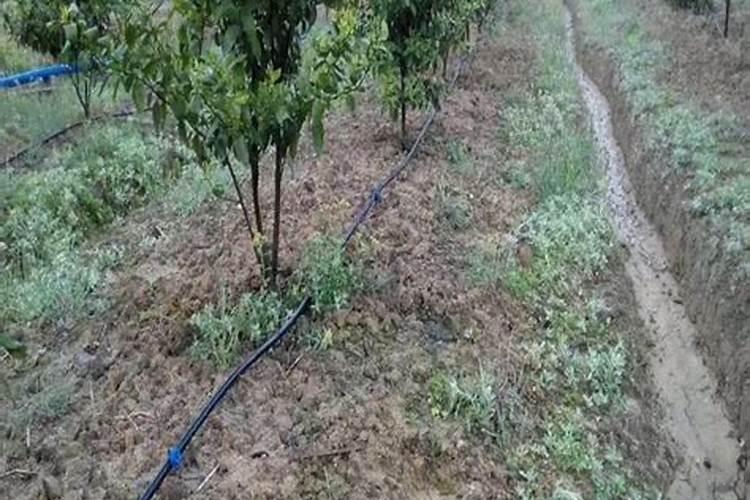 腐植酸配甲壳素水溶肥怎么样