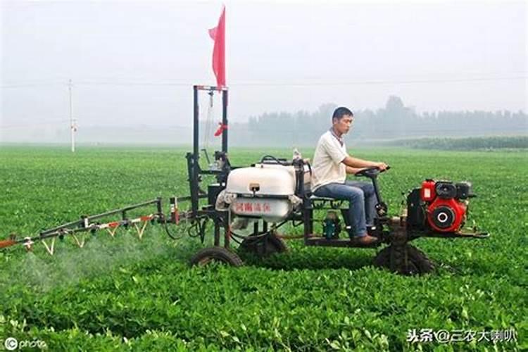 兰草花上盆后什么时候施肥 兰草花上盆后多久施肥