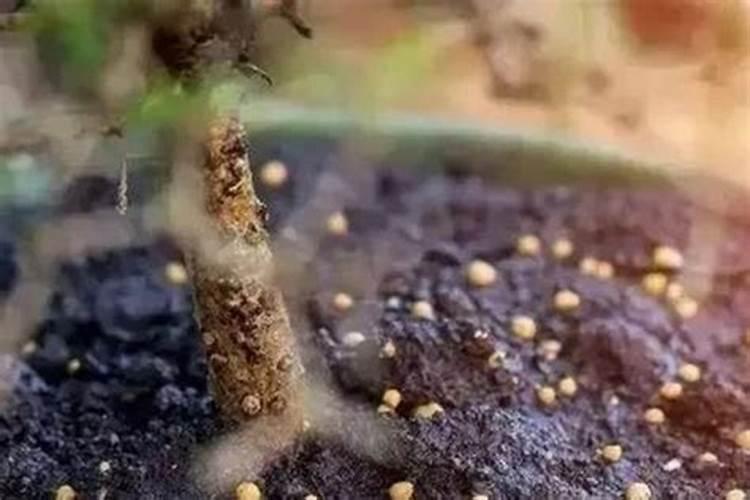 生根肥料用啥效果好？大家推荐一下