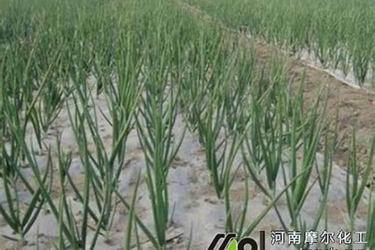 芭田三个19水溶肥一亩地用多少