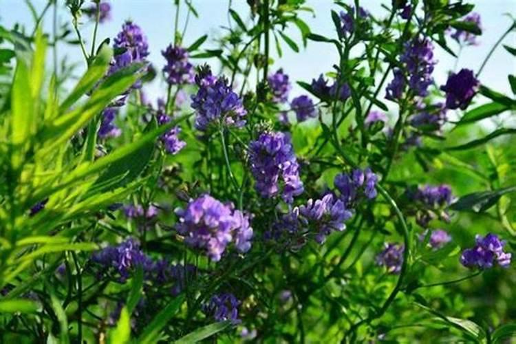 紫花苜蓿栽培技术