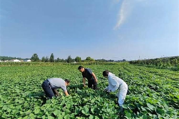 温室油桃上市早,花果期如何管理可以实现产量高、质量好？