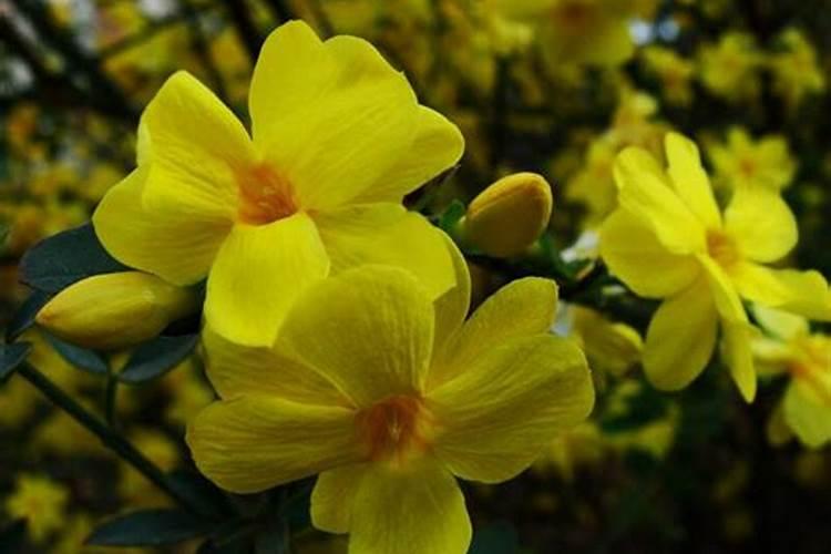 迎春花需要什么肥料