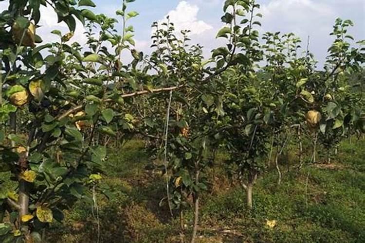 冲施肥给梨树现在还能冲吗