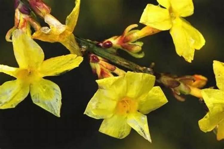 如何给迎春花施肥