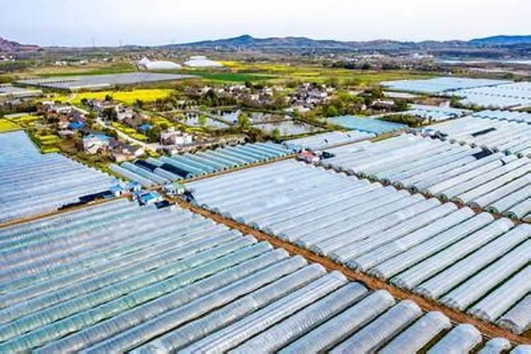 瓜果蔬菜专用尿素哪个牌子好