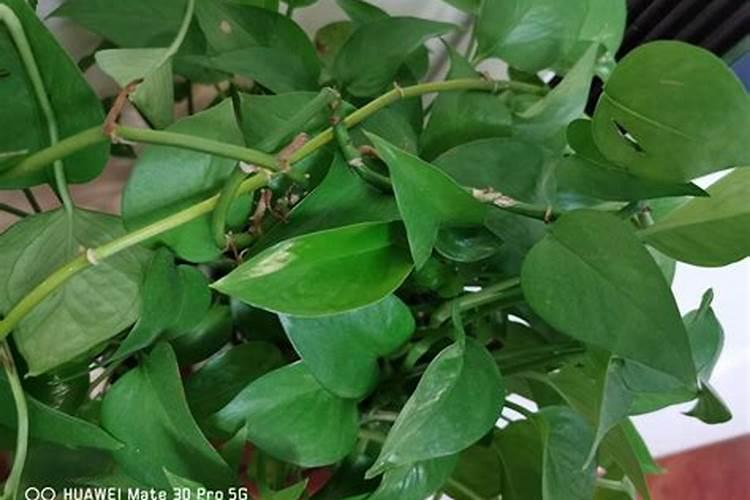茉莉花和绿罗可以用一个花肥和营养液么