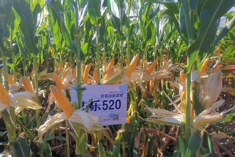 丰乐种业黄金粮1505玉米种子河南能种吗？