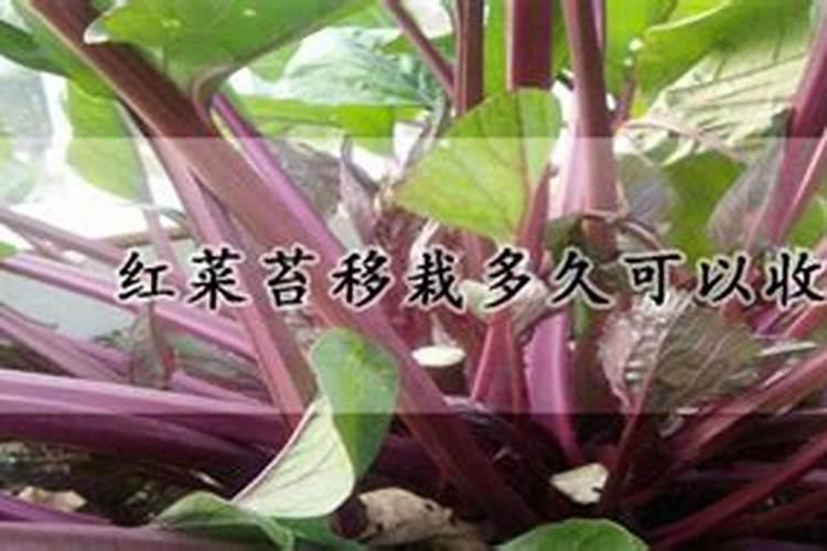 红菜苔种子出苗后要不要施肥？