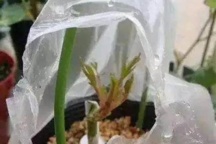 花木插条生根的简便方法