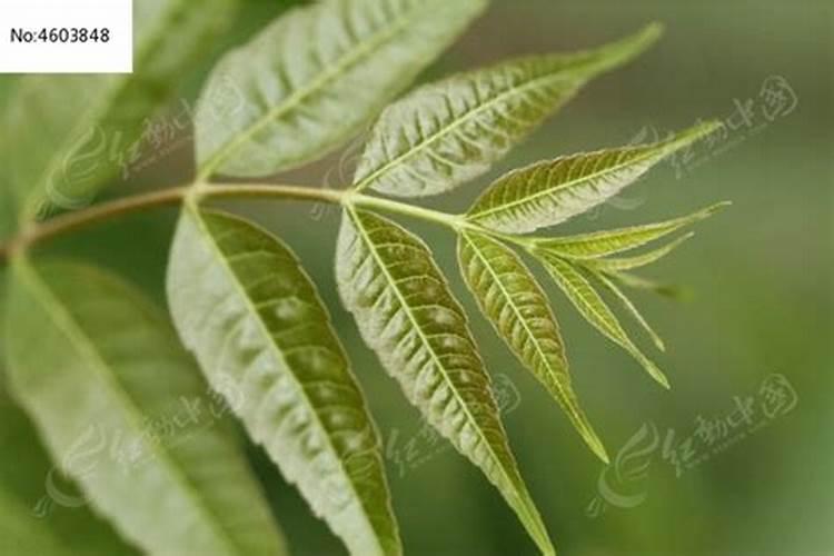 芸苔素在玉米上的最佳使用时间和使用方法