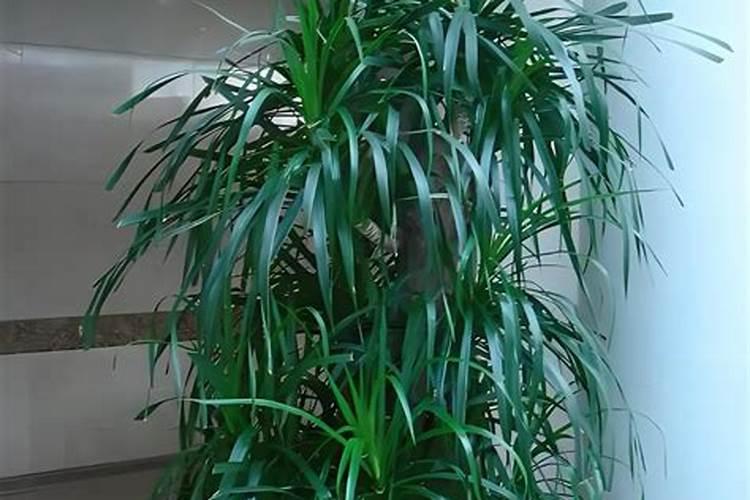 芸苔素喷玉米真的能增产吗(玉米喷施使用芸苔素最佳时间)