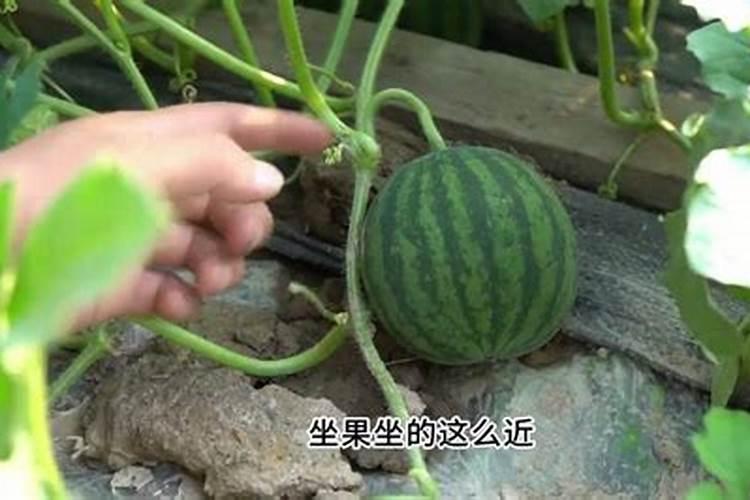 多肉施肥用什么肥料长得壮 多肉植物施什么肥料最合适