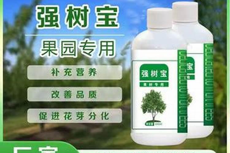 木槿花/扶桑花/朱瑾花叶子一直往外卷,叶尖发黄变枯,新叶黄色。怎么办...