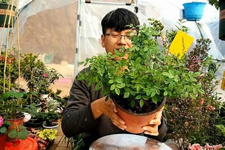 洋姜多久浇一次水