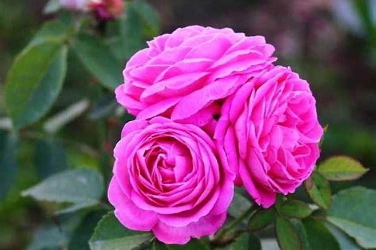 月季花的养殖方法是什么？