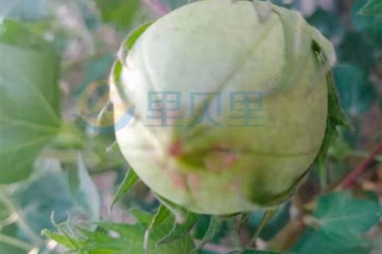水溶肥是什么肥料 水溶性肥料的优缺点有哪些