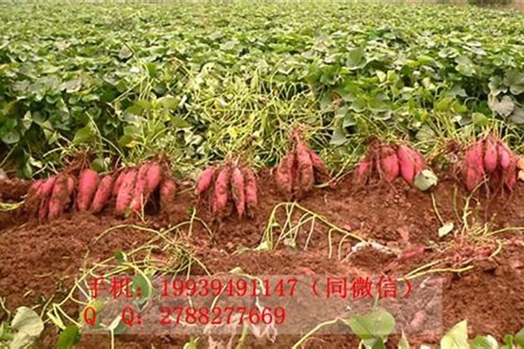 红薯施什么肥产量高