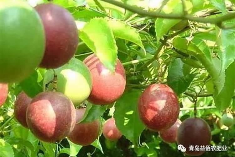 芒果树喷氧化钙和硼元素和硝酸钾加一起出花率好吗