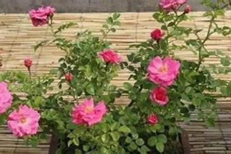 棉花施钾肥最佳时间 使用方法及注意事项