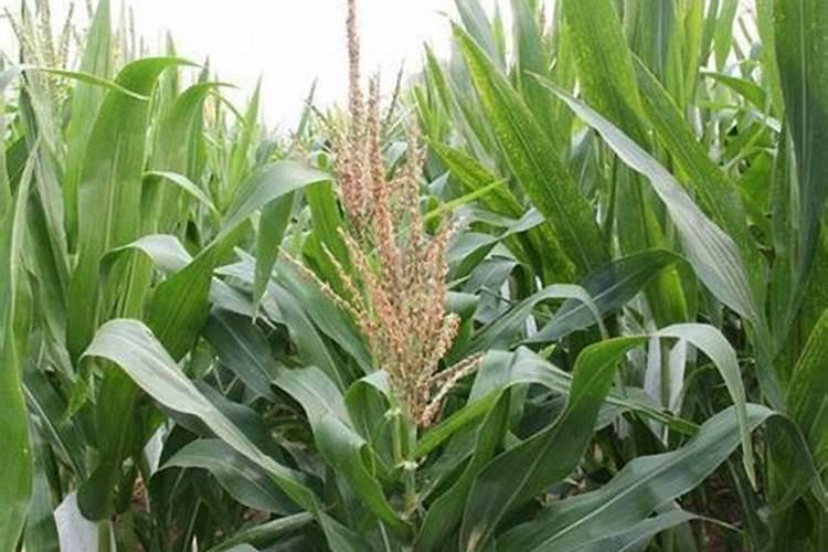 哈密瓜授粉后第几天可以喷叶面肥