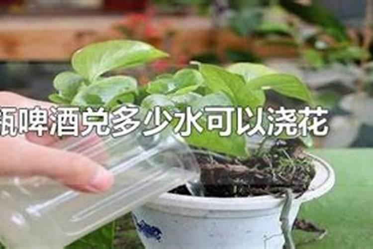 磷钾肥怎么浇花正确使用方法