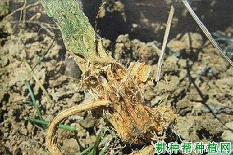 黄瓜根腐病,用什么药治疗