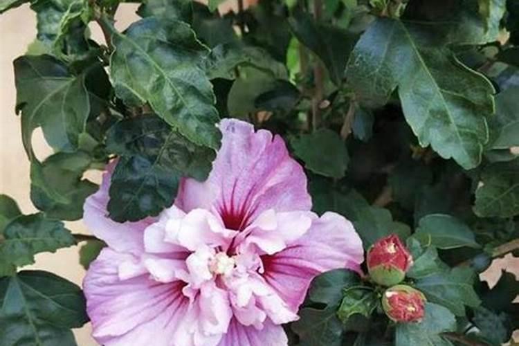 木槿花期养护方法