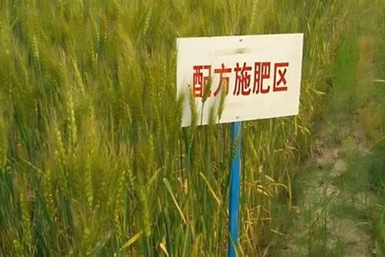 玉米复合肥最佳配方
