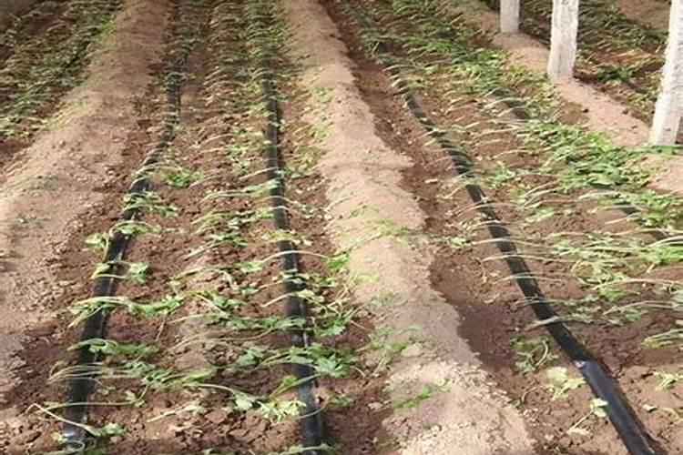 大姜种植后头两次浇水应怎么冲施肥料？