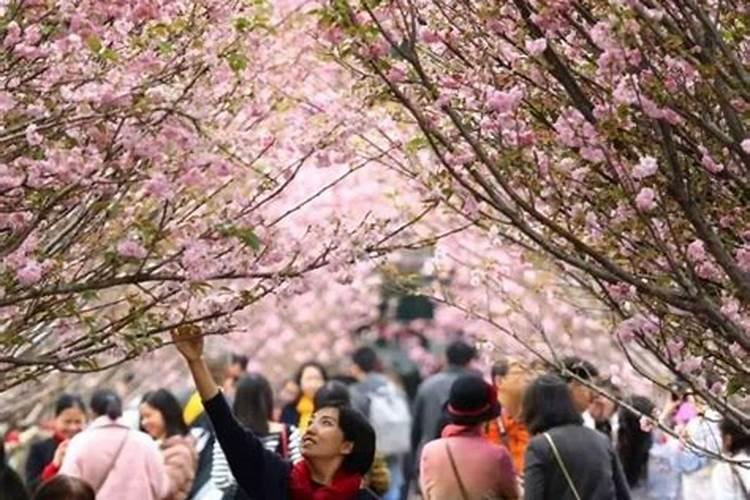 樱花要怎么施肥？