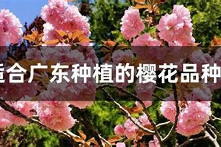 樱花树叶为什么出显黄化现象？