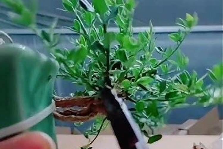 花盆里面放化肥放多了怎么办？