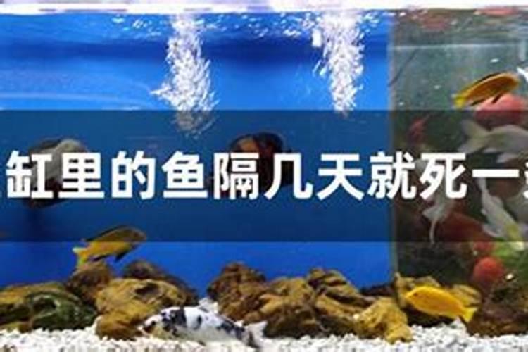 为什么辣椒不能用尿素施肥