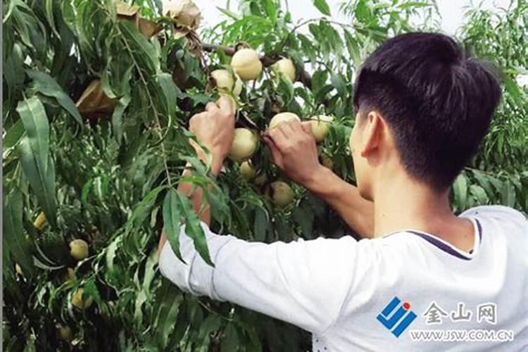 桃树套袋前打什么药