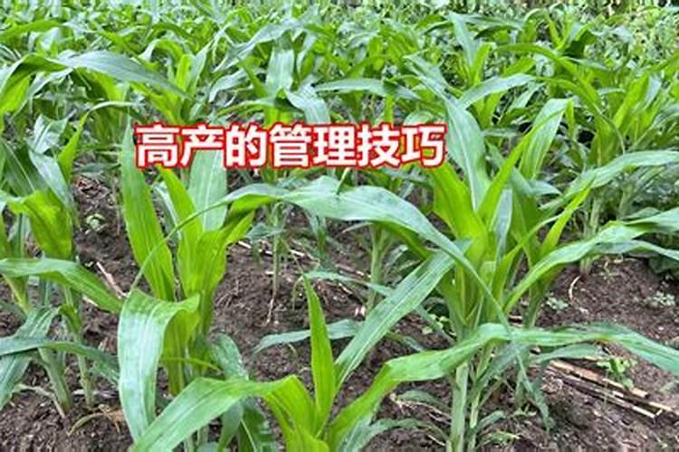 玉米出天花了还可以施肥吗