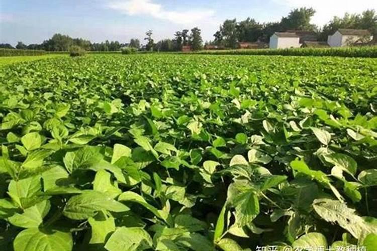 苹果膨大期需要施什么肥料